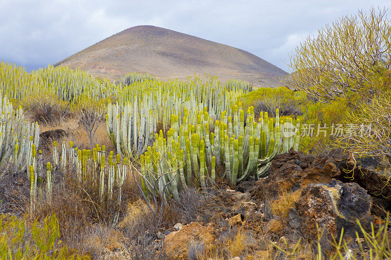 malpais de guimar - Tenerifes自然特别保护区